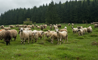 Fototapeta premium Hairy sheep on a green meadow 49