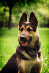 Portrait of dog German shepherd