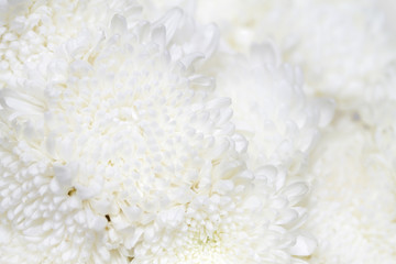 White flowers background