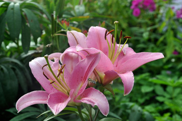 Цветущие розовые лилии в саду
