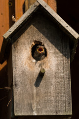 Young Sparrow at nesting box 