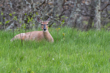 White Tailed Deer Resting in Tall Green Grass