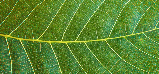 green walnut leaf background
