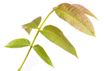 Obraz premium walnut leaves on a branch. isolated on white background