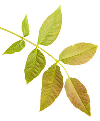 walnut leaves on a branch. isolated on white background