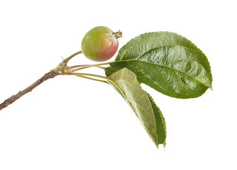 apple-tree branch with unripe green apples. isolated on white ba