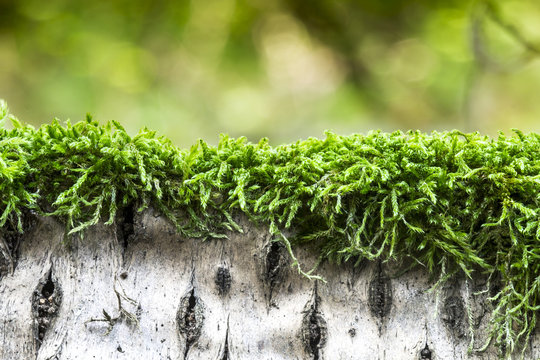 moss on trree