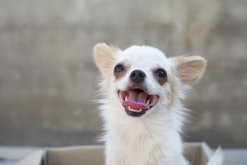 white chihuahua sitting in box