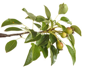 pear tree branch with unripe fruit. isolated on white background