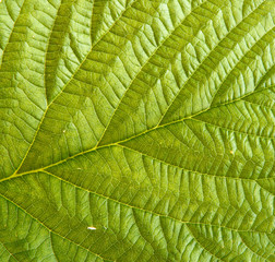 Green raspberry leaf. background