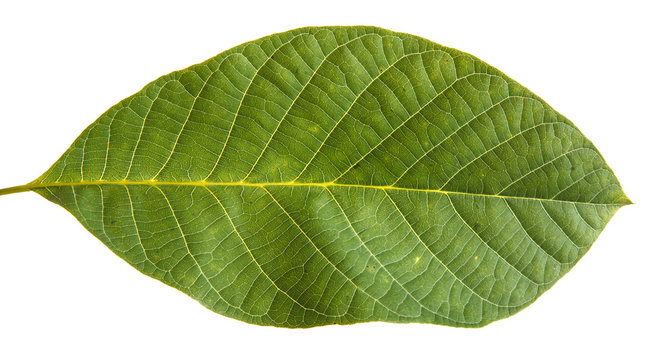 walnut leaf isolated on white background