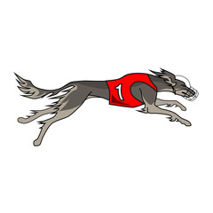 Running dog saluki breed, in dog racing dress