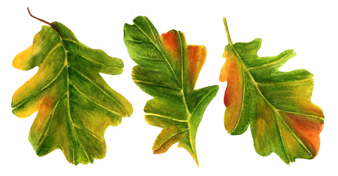 Set of green and yellow watercolor oak leaves on white