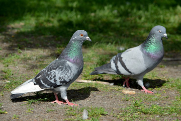 Два городских голубя на дорожке в парке.