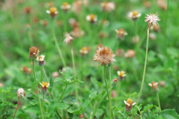 dry grass flowers