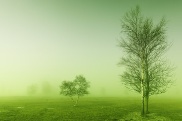 Fototapeta premium Mystic tree