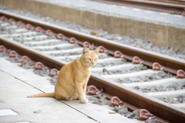 cat sit near the railway train.