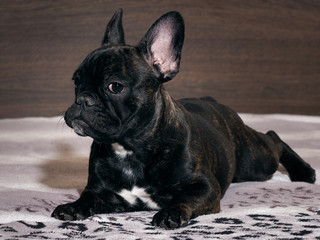 Dog lying on the bed. A close look. Black dog, purebred puppy. French Bulldog 