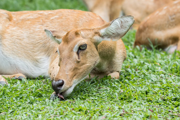Deer licking or cleaning its foot