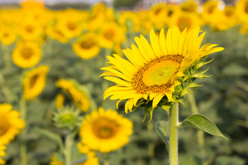 Beautiful yellow sunflower field