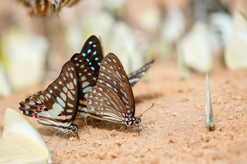 Diversity of butterfly species,Butterfly eating Salt licks on gr