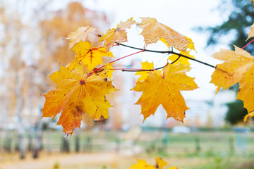 Branch with withered yellow maple leaf.