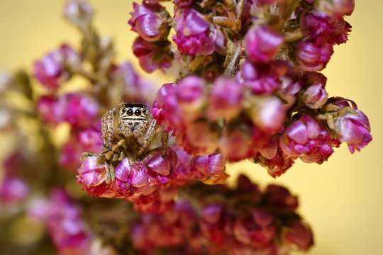 Jumping Spider (family Salticidae), hidden and crouching in the flowers