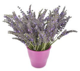Fototapeta premium Fresh lavender