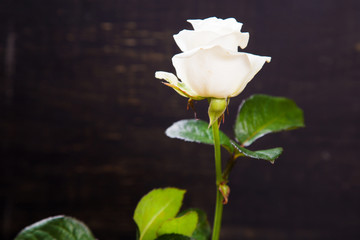 one white rose