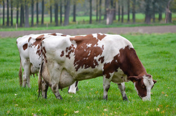 Fototapeta na wymiar cows grazing in meadow