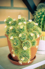 Mammillaria cacti white flower group