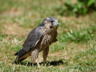 Peregrine falcon (Falco peregrinus)