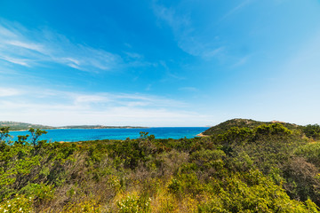 plants in Sardinian coastline