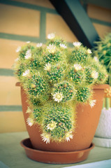 Mammillaria cacti white flower group