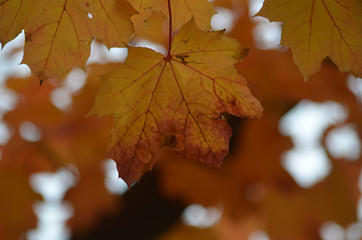 Fototapeta na wymiar Red and orange autumn leaves of Norway maple, Acer platanoides