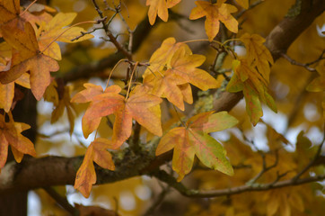 Orange and green autumn leaves of field maple, Acer campestre