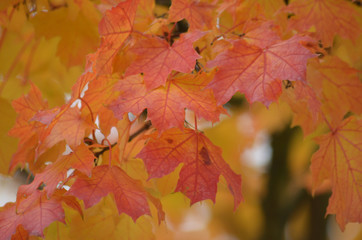Naklejka na ściany i meble Red and orange autumn leaves of Norway maple, Acer platanoides