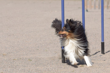 Shetland Sheepdog in agility slalom