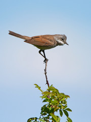 Common whitethroat (Sylvia communis)
