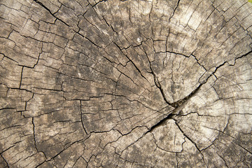 stump of oak tree felled - section of the trunk with annual ring