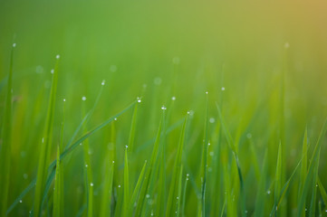 Grass. Fresh green spring grass with dew drops closeup.Soft Focu