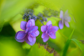 Obraz premium 緑に包まれた３輪のガクアジサイ 緑色の葉っぱに隠れた所に咲くアジサイの花が緑色とのコントラストで一層きれいに見えた。