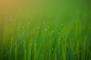 Grass. Fresh green spring grass with dew drops closeup.Soft Focu