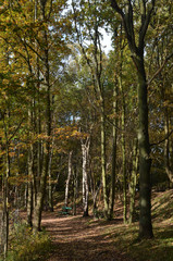 Obraz premium Walking trail with fallen leaves through autumn forest, Wilrijk