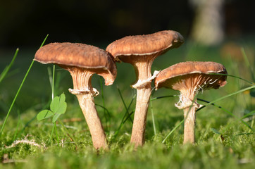 Row of tiny mushrooms in a mossy lawn in autumn