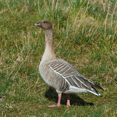 Pink-footed goose (Anser brachyrhynchus)
