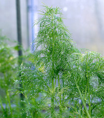 Naklejka premium Green leaves of fennel plants in the garden