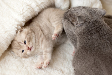 Fototapeta na wymiar Cat takes care of her kitten, licking it