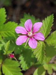 The blossoming bush of the Arctic raspberry