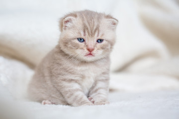 Fototapeta na wymiar Little light lop-eared kitten with blue eyes on a fur mat